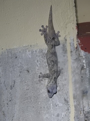 Thecadactylus solimoensis