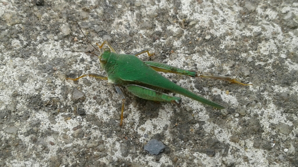Tettitelum