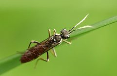 Tenthredo ferruginea