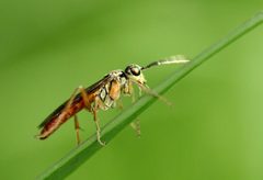 Tenthredo ferruginea