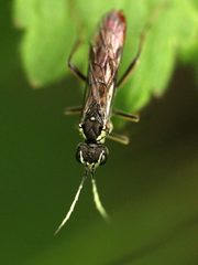 Tenthredo ferruginea