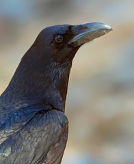 Corvus corax tingitanus