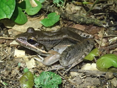 Leptodactylus bolivianus