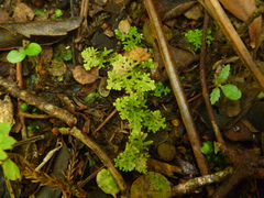 Trichocolea mollissima