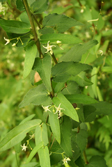 Vincetoxicum volubile