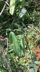 Cynanchum leucanthum