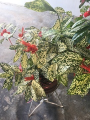 Dracaena surculosa