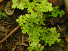 Trichocolea mollissima