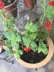 Mentha × rotundifolia