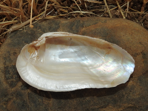 Dolphin Freshwater Mussel