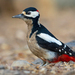Eurasian Pied Woodpeckers - Photo (c) Paul Cools, some rights reserved (CC BY-NC), uploaded by Paul Cools
