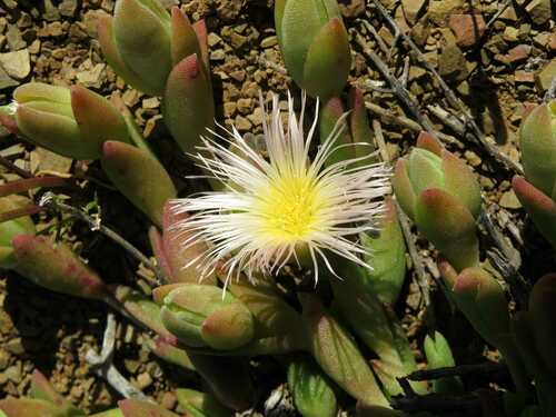 Mesembryanthemum tortuosum L.