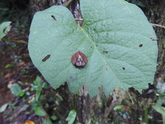 Eugenysa cuprifulgens