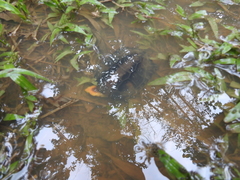 Platemys platycephala