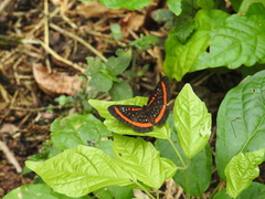 Amarynthis meneria
