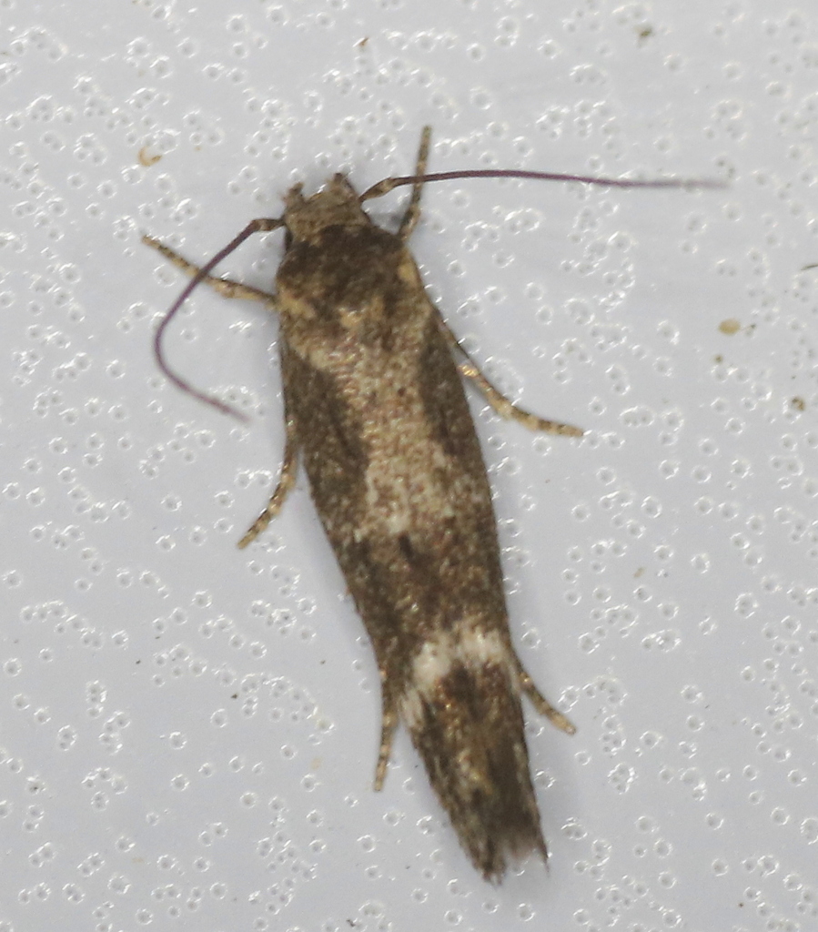 Mompha unifasciella