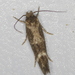 Mompha unifasciella - Photo (c) a_anctil, algunos derechos reservados (CC BY-NC)