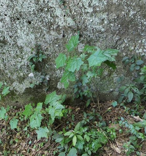 Alangium platanifolium iNat (2)