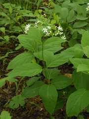 Vincetoxicum ascyrifolium