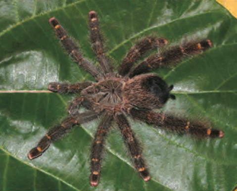 Yellow-banded Pinktoe Tarantula