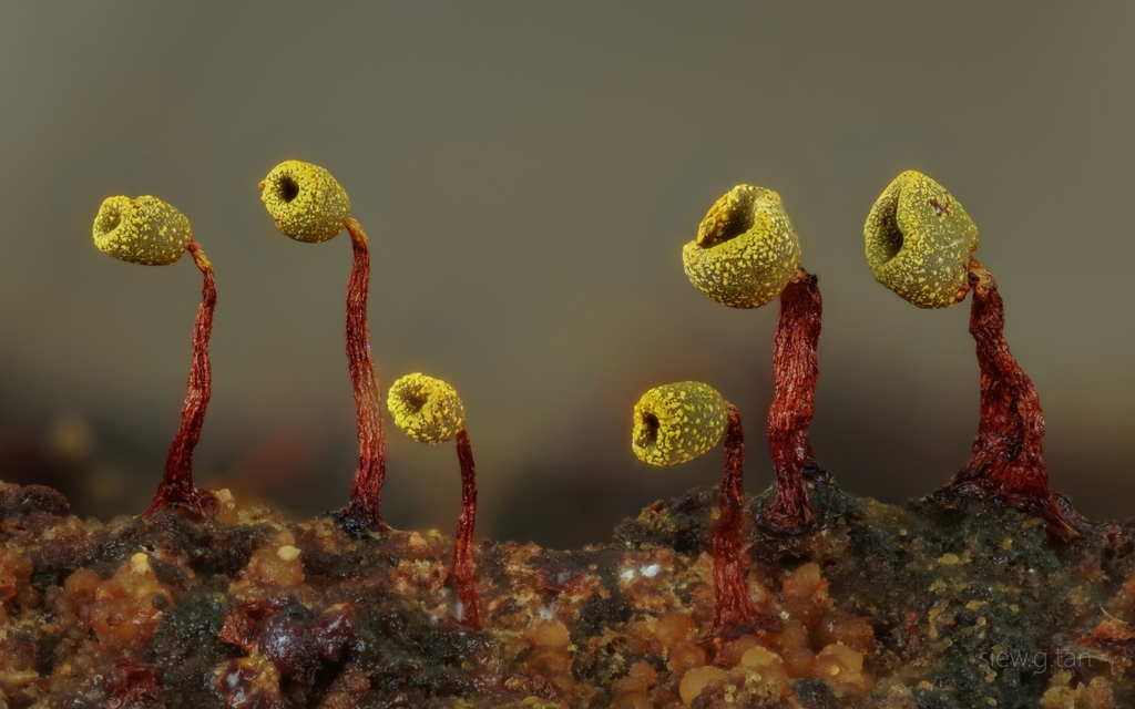 Physarella oblonga