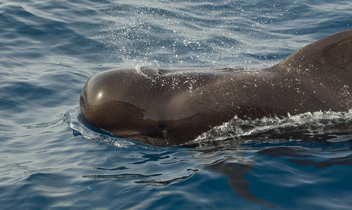 Short-finned Pilot Whale