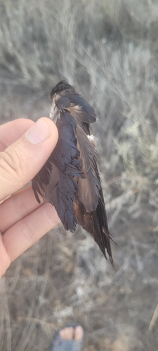 Plume de Étourneau roselin