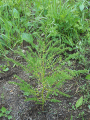 Asparagus schoberioides