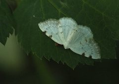 Lomographa bimaculata