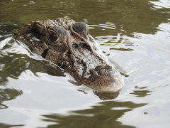 Melanosuchus niger