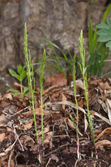 Asparagus schoberioides