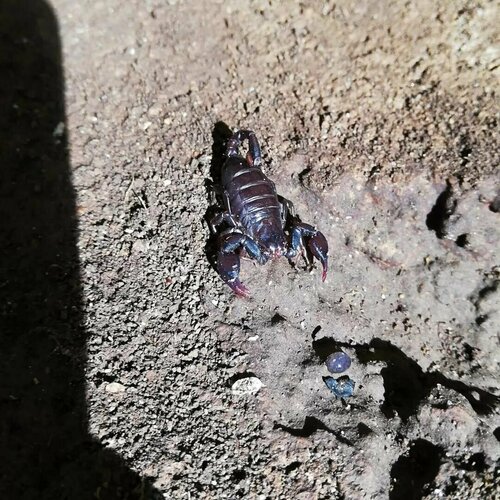 Euscorpius latinus