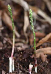 Asparagus schoberioides