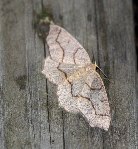 Hemlock Looper Moth photo 6