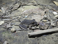Oreobates quixensis