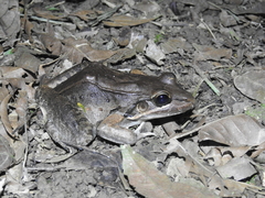 Leptodactylus bolivianus