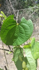 Dioscorea maciba image