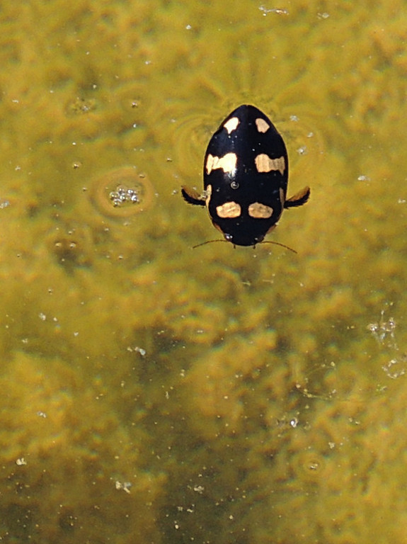 Hydaticus pictus