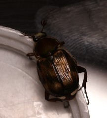 Stripsipher turneri