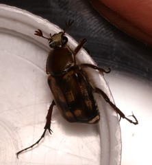 Stripsipher turneri