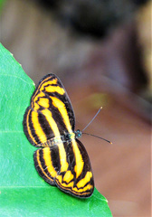 Lasippa tiga siaka