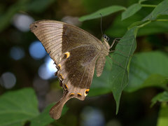 Papilio buddha