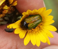 Leucocelis