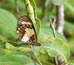 Acraea cabira