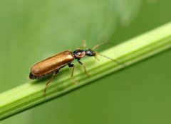 Rhagonycha nigriventris