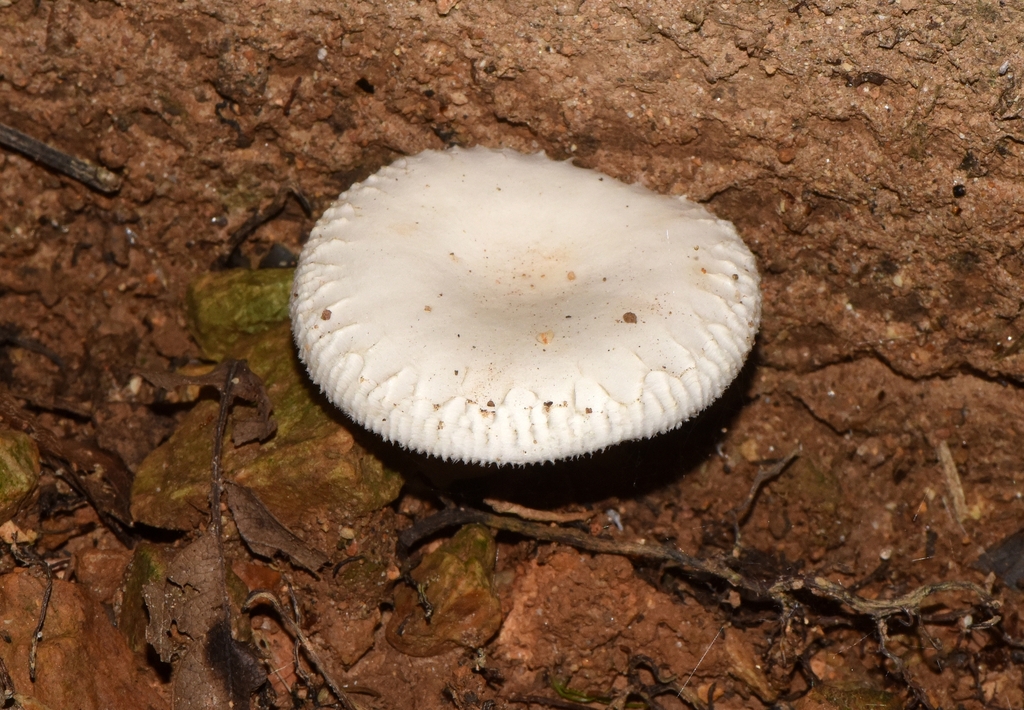 Clitopilus crispus · August 2023 · photo: © zinogre (iNaturalist, cc-by-sa)