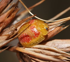 Paropsisterna fastidiosa