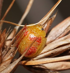 Paropsisterna fastidiosa