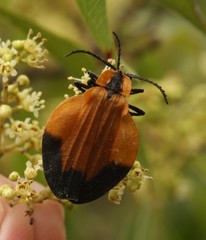 Lycus melanurus