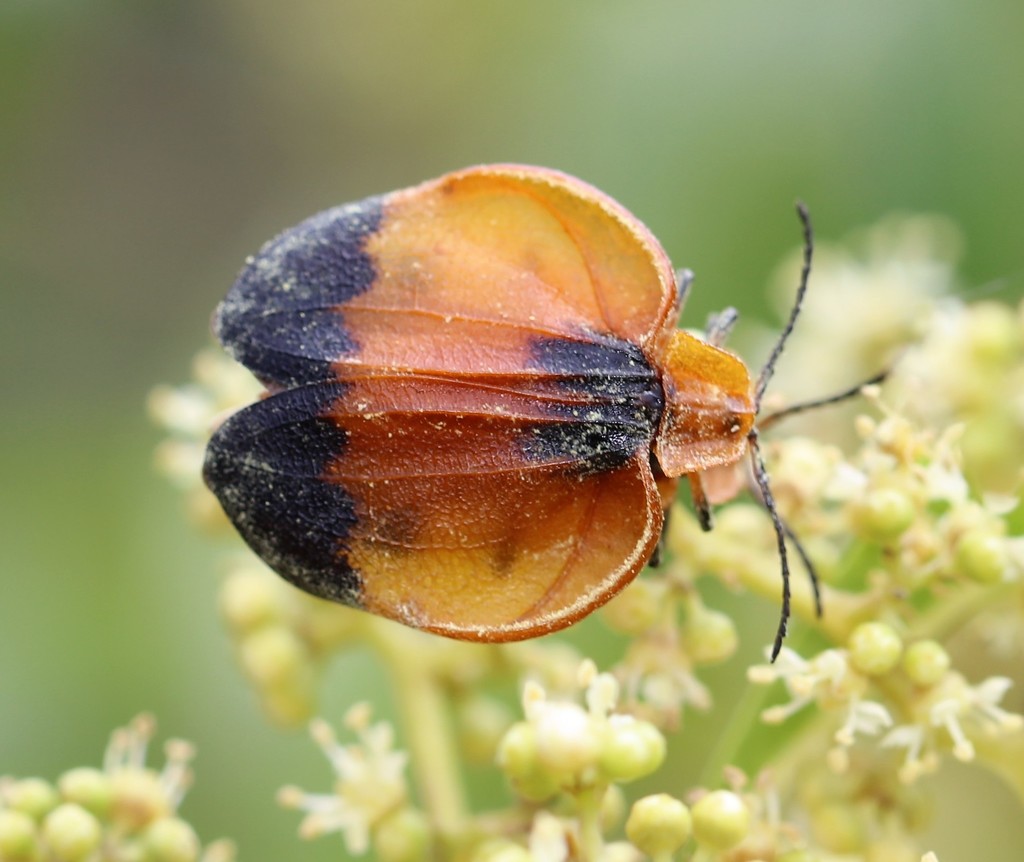 Netwing Beetles